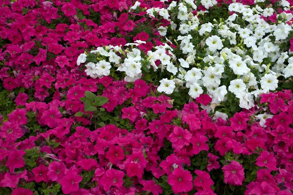 How can you effectively manage pests in your UK garden naturally?